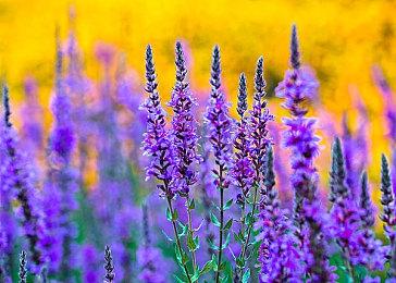 呆毛王Saber将作为客串角色加入新《月姬格斗》